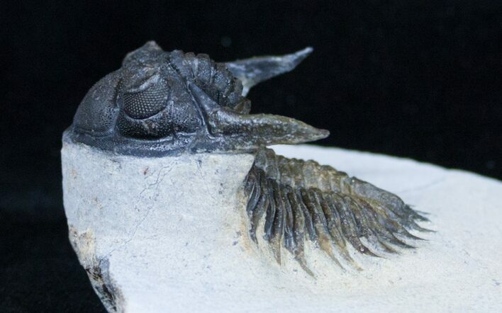 New Species Kayserops Trilobite - Issoumour #3229